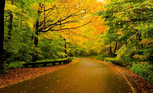 這是一個大聰明和老糊塗的故事