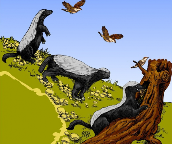 可憐的樹懶：超過50%的樹懶在拉屎途中意外身亡，真是執著