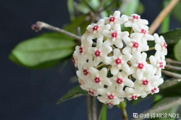 家裡別隻養綠蘿，15種精緻耐陰花，光照不好也能長很美