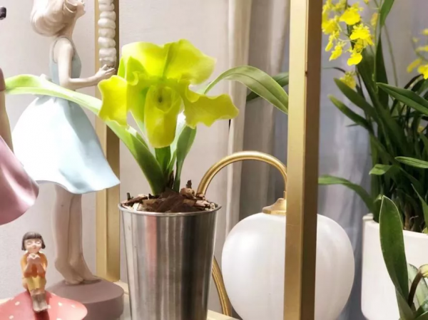 今年，養一棵兜蘭呀