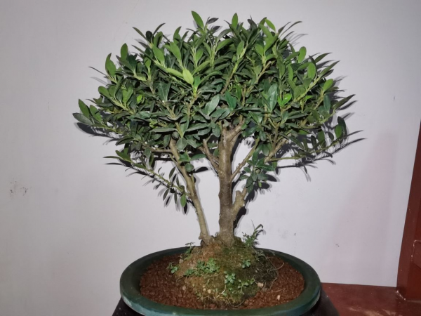 百年寺院道觀種的“七賢”,原來是這7種花,家裡養一盆好運連連 百年寺院道觀種的“七賢”,原來是這7種花,家裡養一盆好運連連