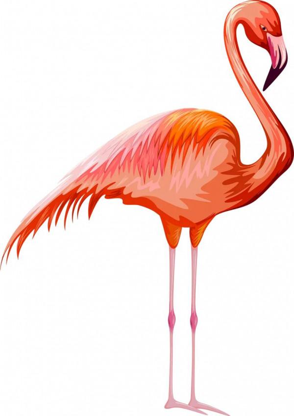 侯鳥火烈鳥紅鶴