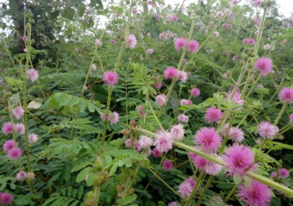 養高質量含羞草，園林師說做好“5項措施”，2個月開滿盆的小粉花