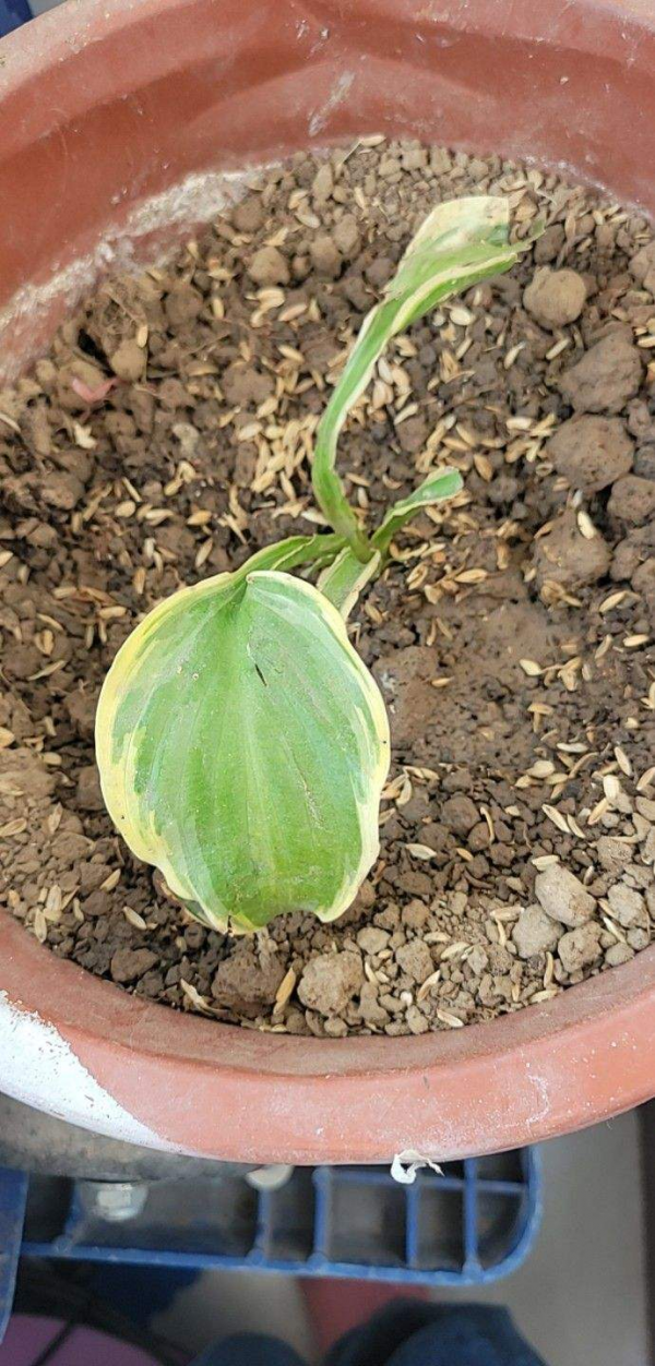 玉簪耐陰耐寒，零下20度凍不死，冬天養很合適