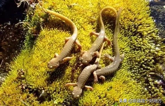 打卡中國最美邊防線新G219從這裡開始