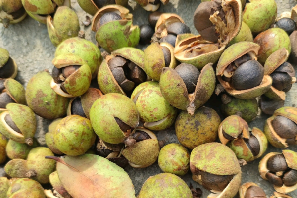 我國有一種“滿門忠烈”的野果，果拿來榨油，得了病的葉卻是水果