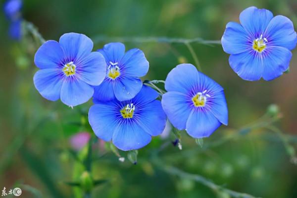分享一組美輪美奐的藍色花