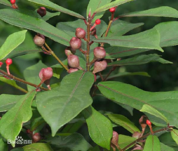 植物風水界新貴-琴葉榕 植物風水界新貴-琴葉榕