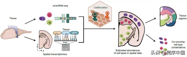 空間轉錄組學對映新方法Cell2location,可解析細粒度細胞型別 空間轉錄組學對映新方法Cell2location,可解析細粒度細胞型別