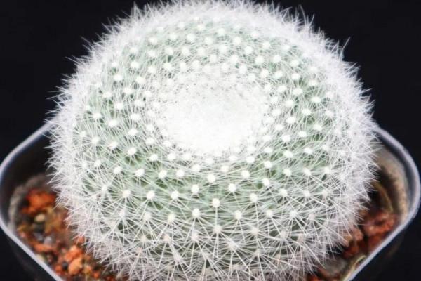 養棵白雪光仙人球吧!可以重新整理你對仙人球的刻板印象 養棵白雪光仙人球吧!可以重新整理你對仙人球的刻板印象