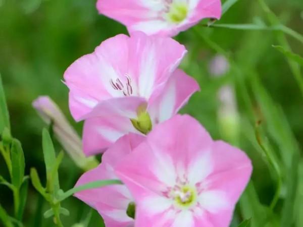 小旋花，好看也耐看，學名叫打碗碗花