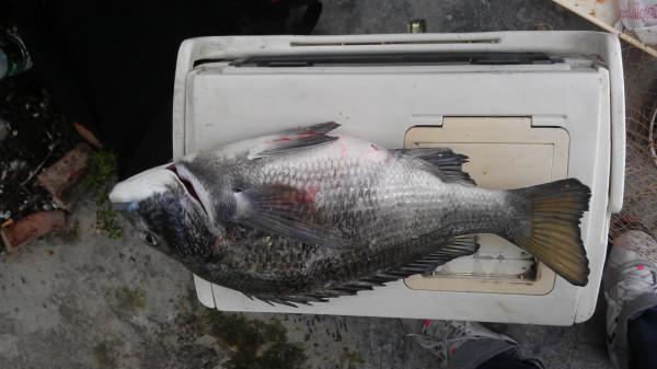 大海怪上鉤記 大海怪上鉤記