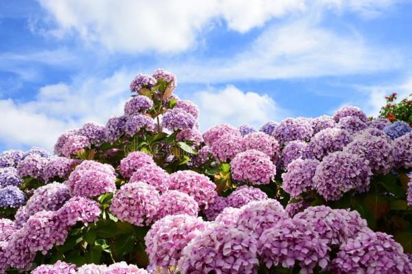 修剪這3種繡球花,記住3個詞,小白也能養出滿樹繁花 修剪這3種繡球花,記住3個詞,小白也能養出滿樹繁花