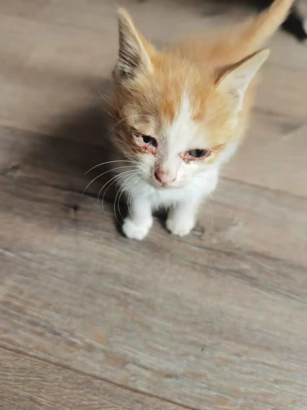 找領養&;新成員 | 你好呀,鏟屎官 找領養&;新成員 | 你好呀,鏟屎官