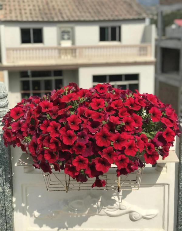 矮牽牛花，要想開花爆盆，就要大剪大修，有舍才有得