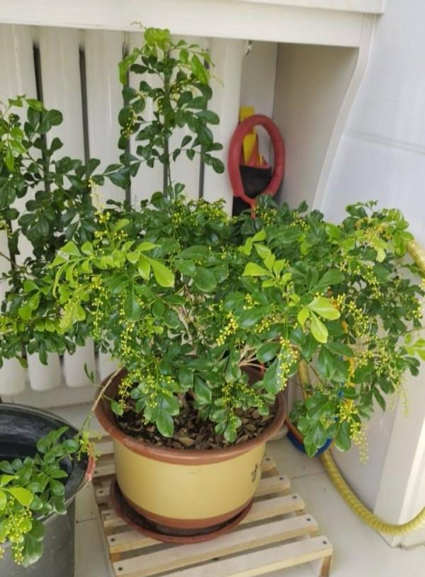 米蘭花如何過冬?做好2點,順利過冬,葉子綠花苞很多芳香迷人 米蘭花如何過冬?做好2點,順利過冬,葉子綠花苞很多芳香迷人