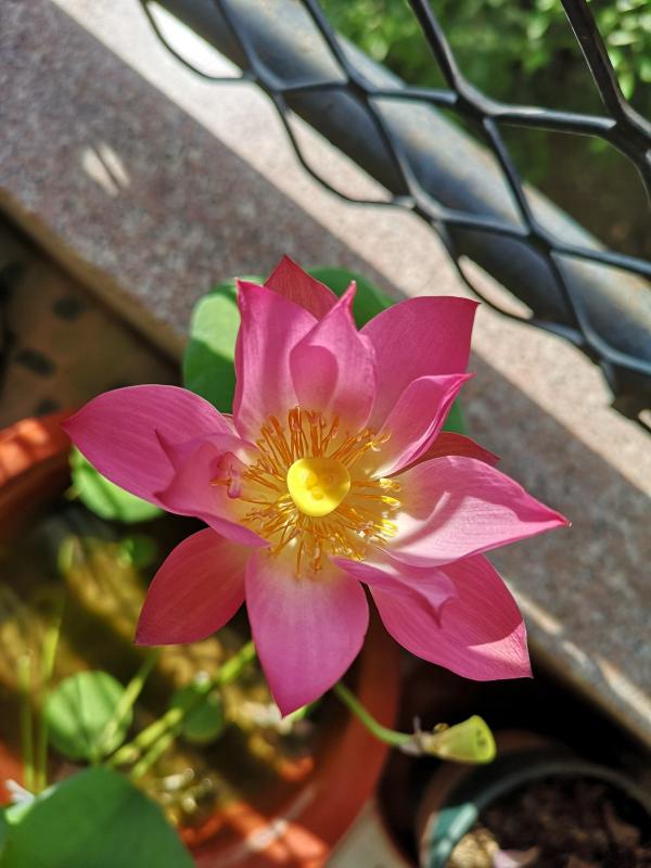 養碗蓮做好3點，開花美得像藝術品，拍的照片像修圖