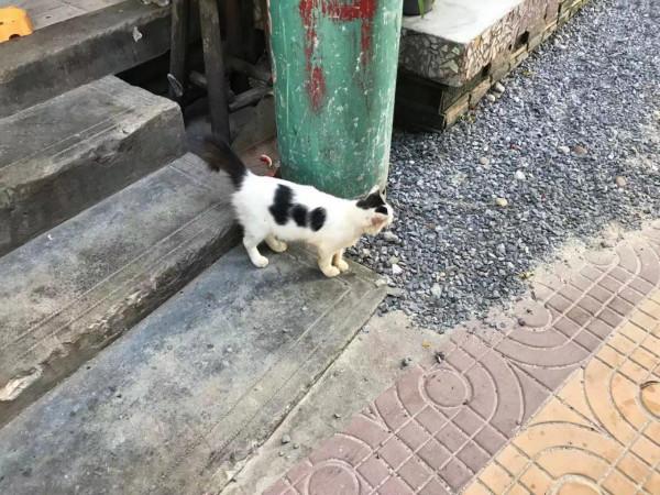 暹羅的精靈——泰國擼貓之旅