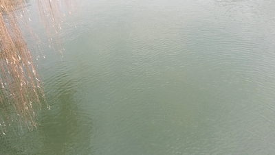 明湖閒寄，時光正遠