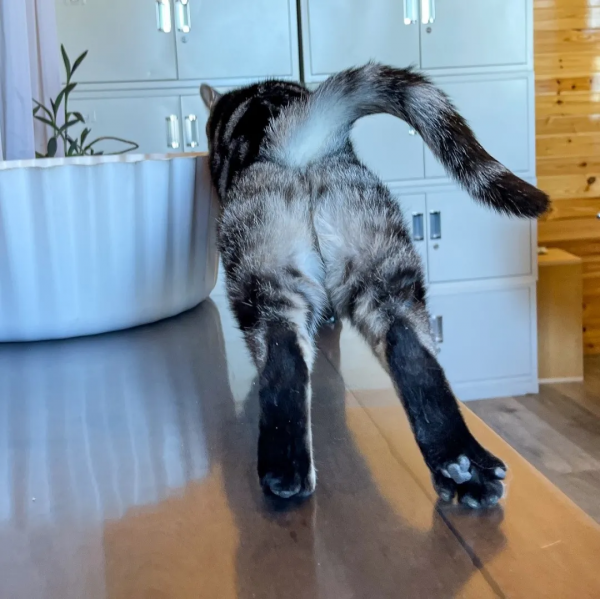 幹飽飯，才有力氣營業