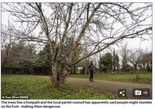 掉落蘋果有“絆倒人的危險”，英國一地決定砍樹，當地居民怒了