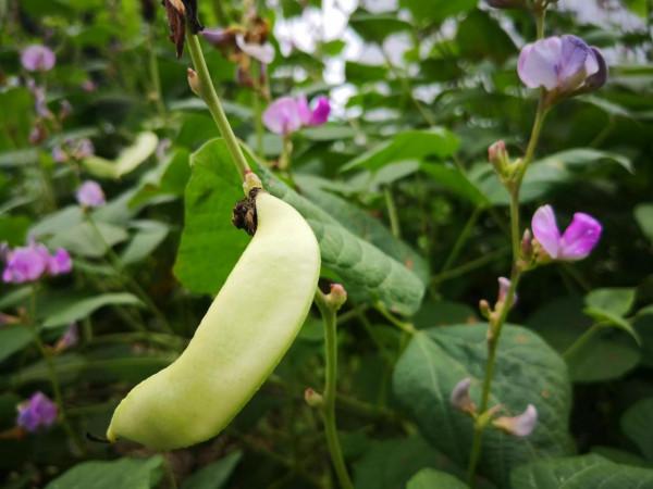 買菜，買來一肚子氣