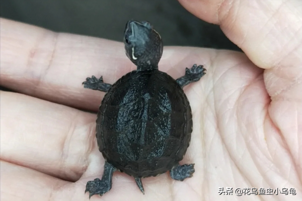 18種常見的烏龜，每種都有自己的特色，你喜歡哪種呢？