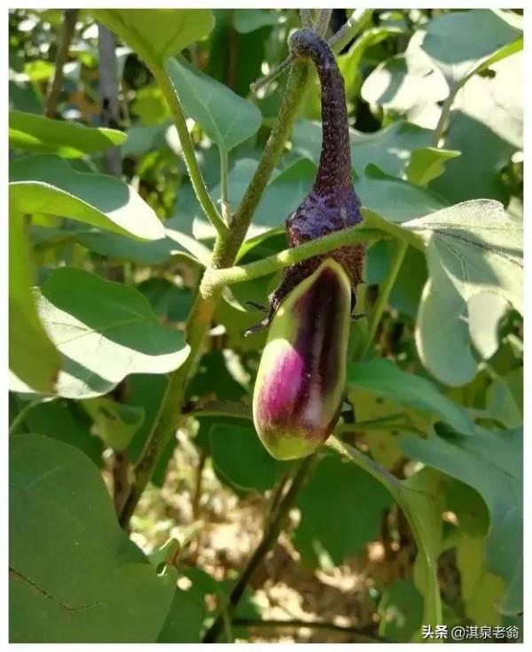 常見露地蔬菜播期及用種量(珍藏版) 常見露地蔬菜播期及用種量(珍藏版)