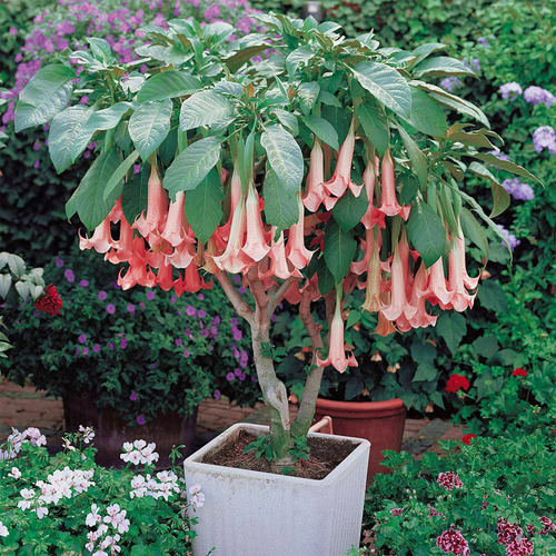 12種&OpenCurlyDoubleQuote;大毒花&rdquo;，長得很漂亮，家裡經常養，別碰它們，小心受傷