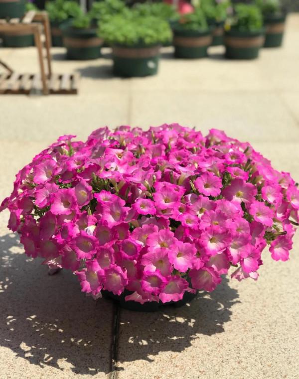 矮牽牛花，要想開花爆盆，就要大剪大修，有舍才有得