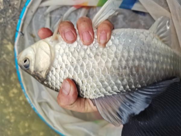 可遇不可求的土鯽魚，看著就覺得舒服