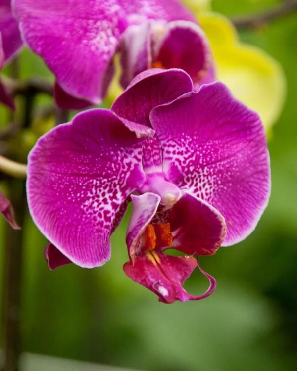 漂亮的蝴蝶蘭大全，顏色各異、姿態萬千