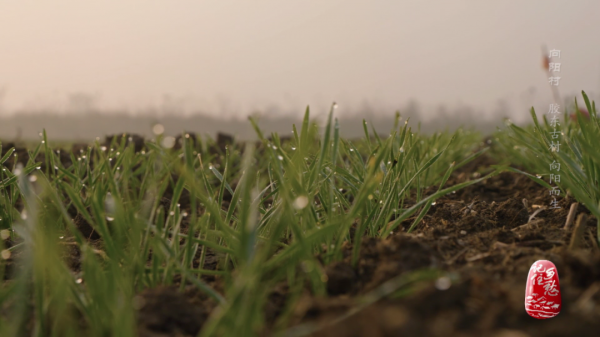 一畝地十萬塊,看小小西紅柿如何“紅火”了膠東半島上這個村 一畝地十萬塊,看小小西紅柿如何“紅火”了膠東半島上這個村