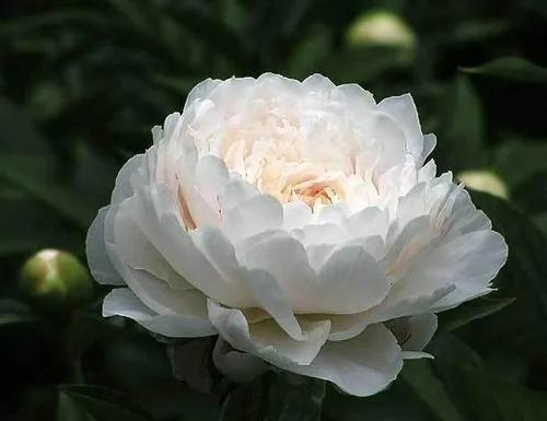 我國南北方分別適合種植什麼藥材?答案在這裡,附帶售價 我國南北方分別適合種植什麼藥材?答案在這裡,附帶售價