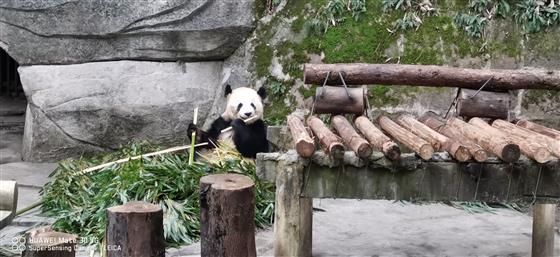 「重慶動物園」別樣風景哥倆好