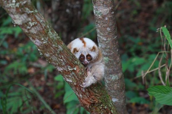 喜迎COP15大會 雲南普洱放歸85只野生動物