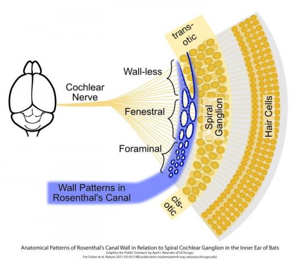 《自然》最新研究論文揭示蝙蝠的回聲定位演化