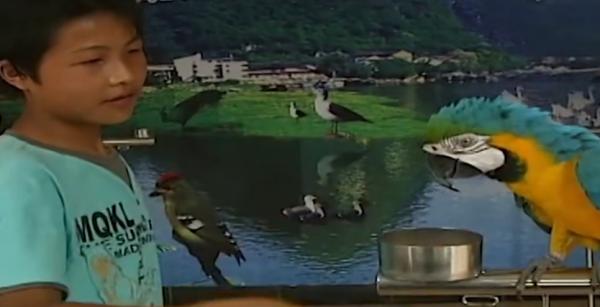 湖南一少年通曉鳥語，能引導鳥兒做事，傳聞中的“鳥神”被找到？