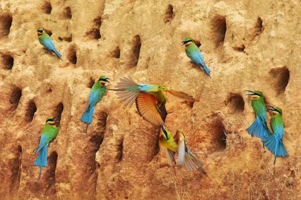 “中國最美小鳥”到底有多美？