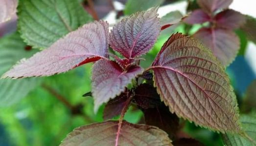 樟樹葉+紫蘇,專門對付身上癢癢癢 樟樹葉+紫蘇,專門對付身上癢癢癢