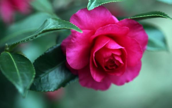 在10月上旬，事半功倍，鍥而不捨，迎難而上的三大星座