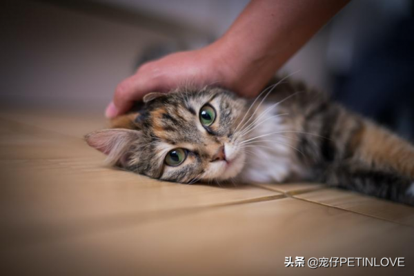 脂肪酸對犬貓有什麼重要作用？