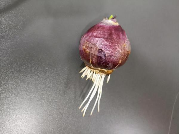 冬季養一盆風信子，學會養護方法和技巧，讓風信子如期開花