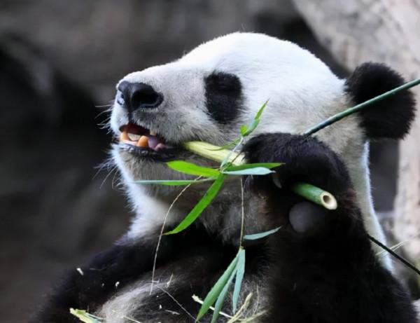 發生了什麼？旅美大熊貓&OpenCurlyDoubleQuote;丫丫&rdquo;瘦骨嶙峋，美方卻稱是自然老去