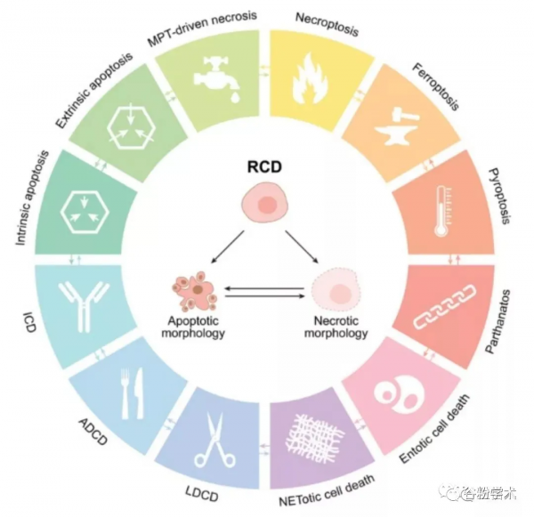 科研熱點來襲｜細胞焦亡