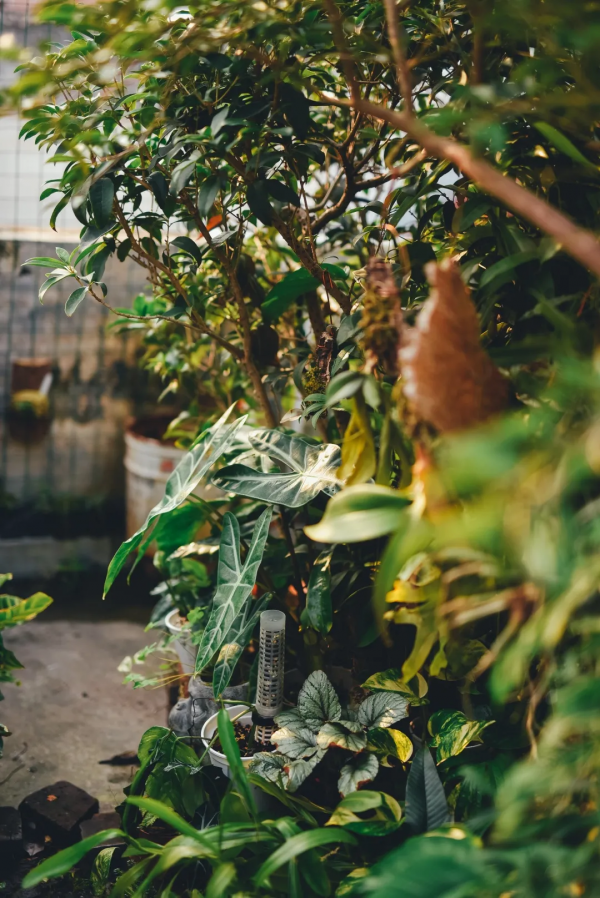 沒有花園怎麼種花？從東北到廣東，4位大神在室內種出植物園
