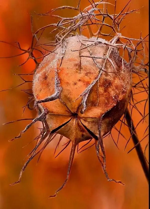 奇花異果有限公司年會（近百位奇花異果參加了本次年會）