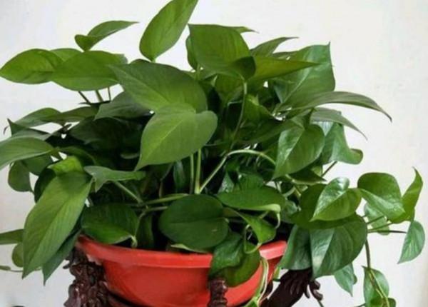 綠蘿長不旺，勤給它澆2種水，葉子油綠，新枝長滿盆