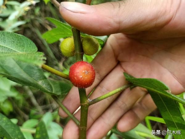 帶你一起回味62種南方野果子,它們是物質匱乏年代小朋友的零食 帶你一起回味62種南方野果子,它們是物質匱乏年代小朋友的零食