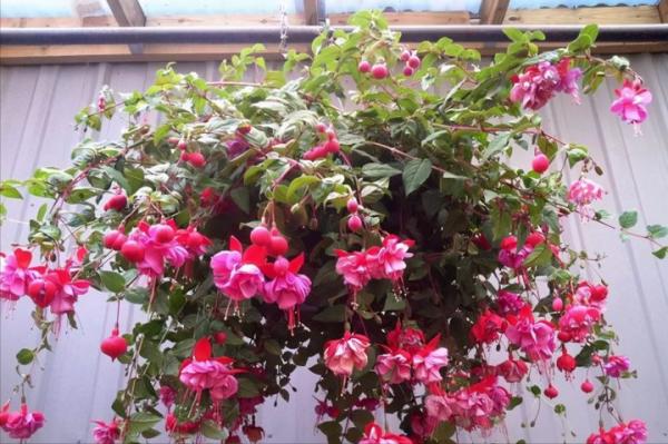 採光差,還想養花?7種“耐陰王”,隨便養一盆,一開四季花 採光差,還想養花?7種“耐陰王”,隨便養一盆,一開四季花